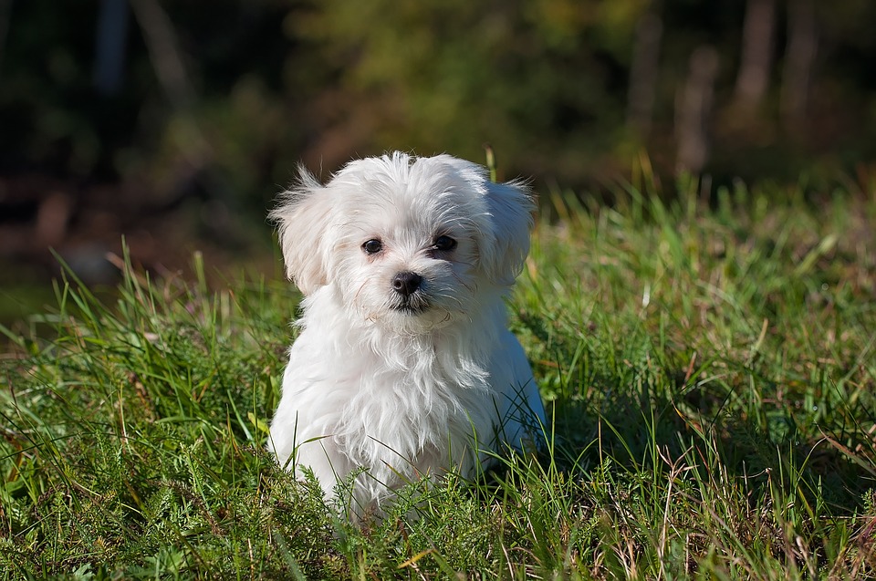 Dogs: Regional Cultural Hang-Ups